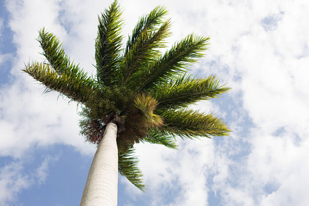 棕榈树对天空的俯视图