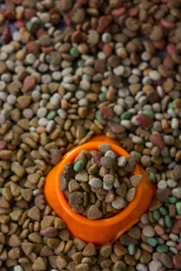 橙色的塑料碗里装满干宠物食品被干燥食品的猫和狗包围