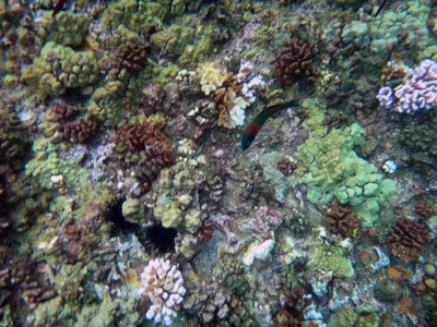 夏威夷茂宜 Molokini 火山口的海洋生物