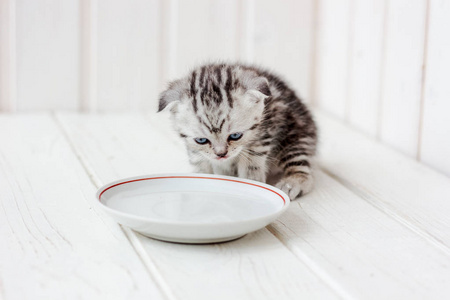 小猫饮水图片