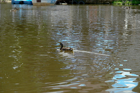 鸭子游泳在公园湖的水