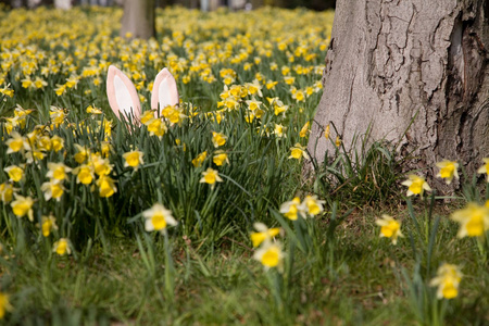 复活节兔子躲在水仙花后面