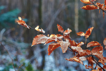 冬天森林里的红色冷冻山毛榉叶子