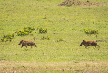猪在肯尼亚马赛马拉自然保护区