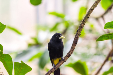 Cacicus y 允许翅鸟在分支, 蓝眼睛, 雨林, 异乎寻常的鸟野生动物相片