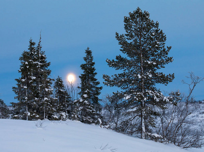 在挪威的 setesdal, 冬天的雪中, 月亮在一些云杉树后面升起照片