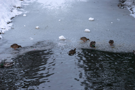 鸭子正在公园的冻冬池里游泳