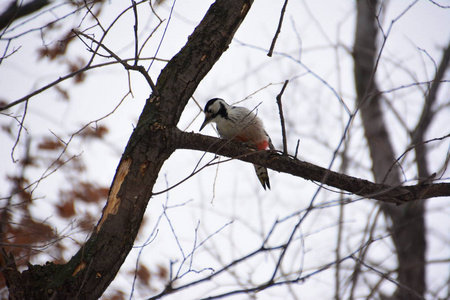 森林里的啄木鸟。 冬天。