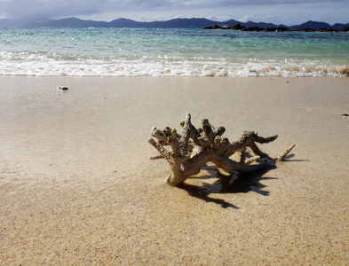 巴布亚新几内亚多尼岛海滩上的一块珊瑚