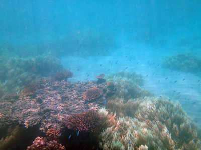 巴布亚新几内亚多尼岛的海豹生命。