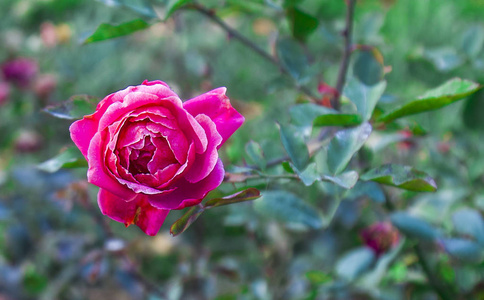 一棵树上美丽的单红玫瑰