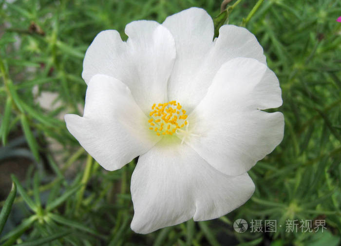 美丽的白色波图拉卡马鞭草花为背景