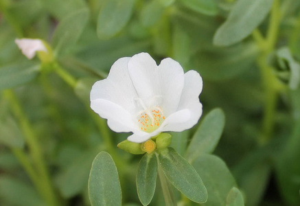 美丽的白色马齿苋花为背景。 五颜六色的品种花，也称为常见的马齿苋，维多拉加小猪草，红根或紫菜。