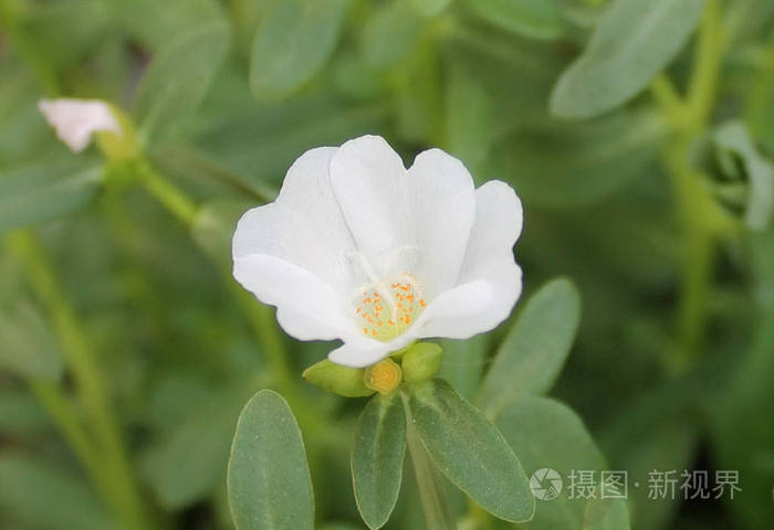 美丽的白色马齿苋花为背景.