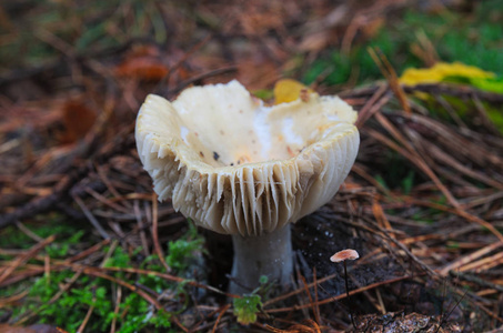 森林里的白色蘑菇
