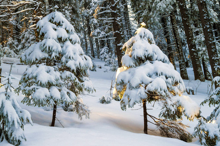 冰雪覆盖的小松树在冬季森林