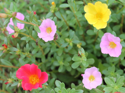 美丽的粉红色，深粉色和黄色马齿苋花为背景。 五颜六色的品种花，也称为常见的马齿苋，维多拉加小猪草，红根或紫菜。