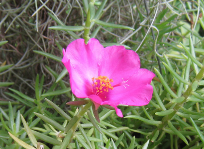 美丽的深粉色马齿苋花为背景。 五颜六色的品种花，也称为常见的马齿苋，维多拉加小猪草，红根或紫菜。
