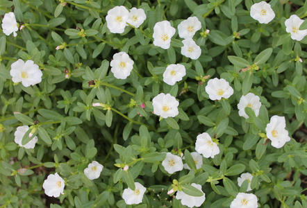 美丽的白色马齿苋花为背景。 五颜六色的品种花，也称为常见的马齿苋，维多拉加小猪草，红根或紫菜。