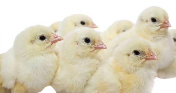 一天,一只白鸡在白色背景下分离出来白鸡和小可爱鸡在笼子里鸡蛋在