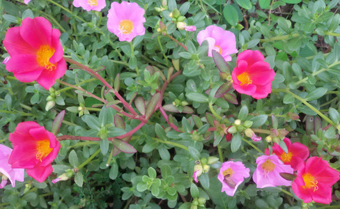 美丽的粉红色和深粉色马齿苋花为背景。 五颜六色的品种花，也称为常见的马齿苋，维多拉加小猪草，红根或紫菜。