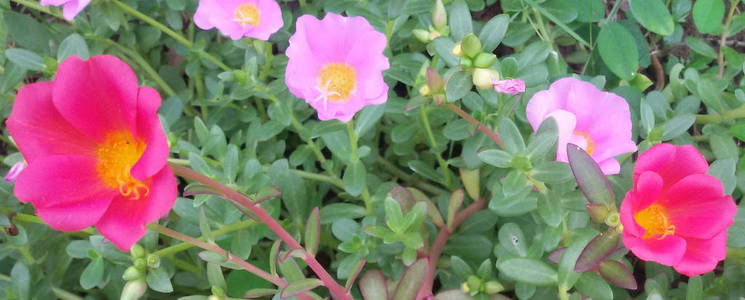 美丽的粉红色和深粉色马齿苋花为背景。 五颜六色的品种花，也称为常见的马齿苋，维多拉加小猪草，红根或紫菜。