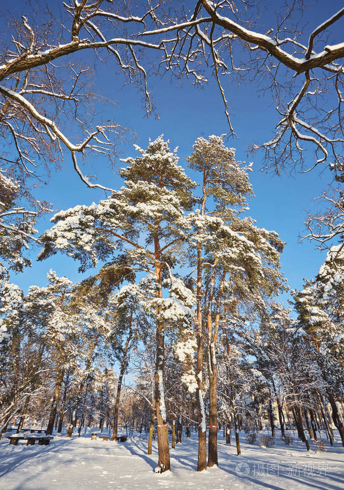 松树林中的冬日