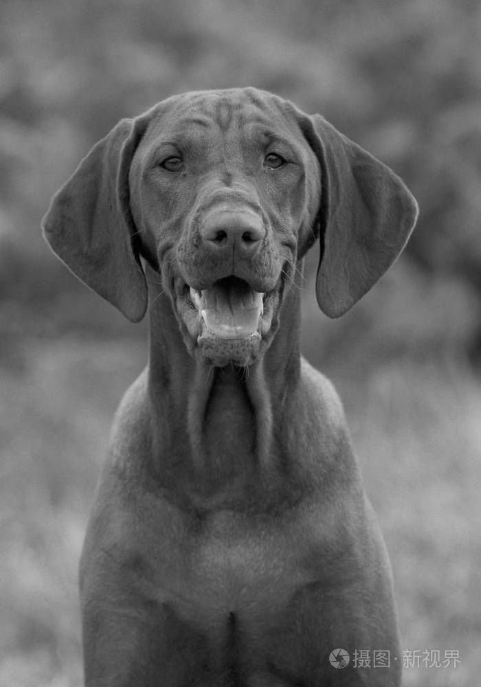 模糊背景下旧vizsla枪口的正面视图