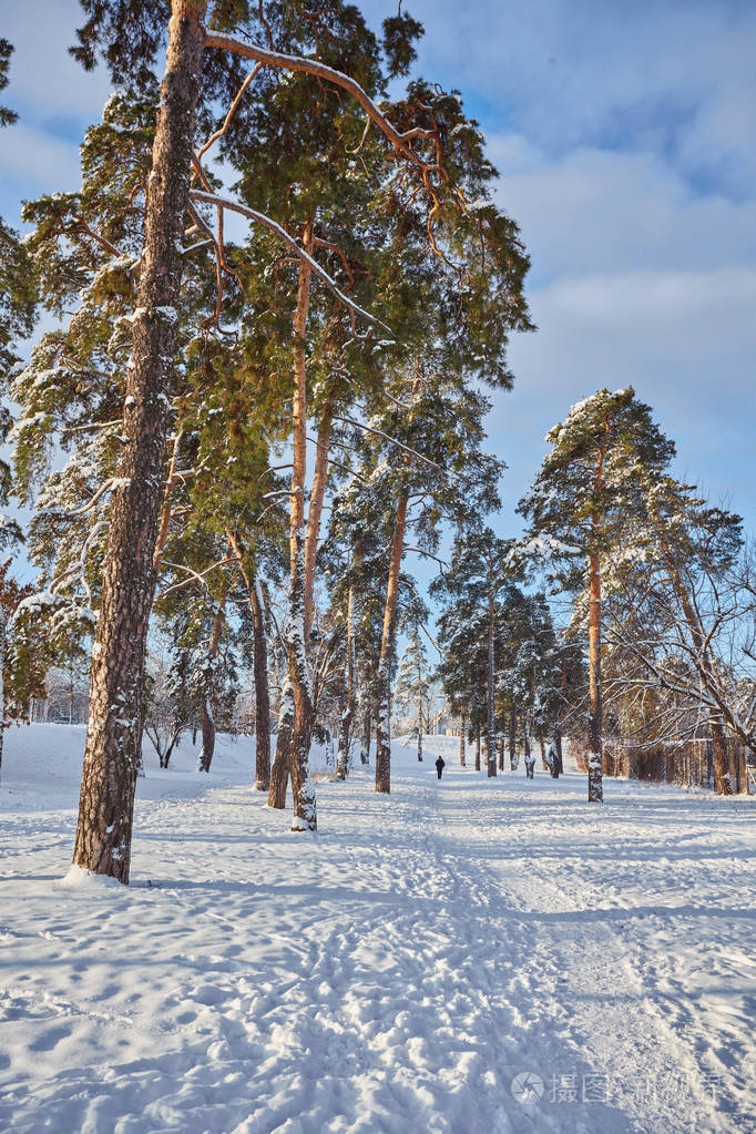 白天在白雪皑皑的冬日森林里