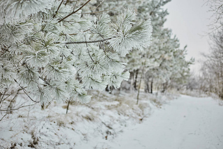 白天在白雪皑皑的冬日森林里