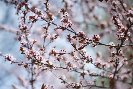美丽盛开樱花树