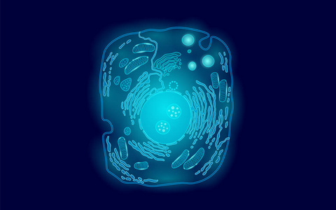 动物人体细胞结构教育科学。显微镜3d 真核细胞药物技术分析。发光的蓝色生物海报模板隔离线艺术矢量插图