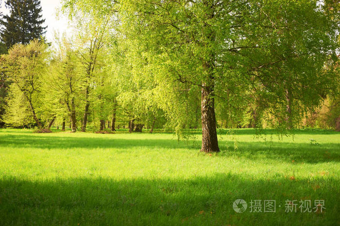在阳光明媚的光线下公园树木与绿色草坪