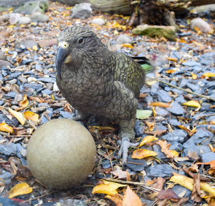 kea 鹦鹉