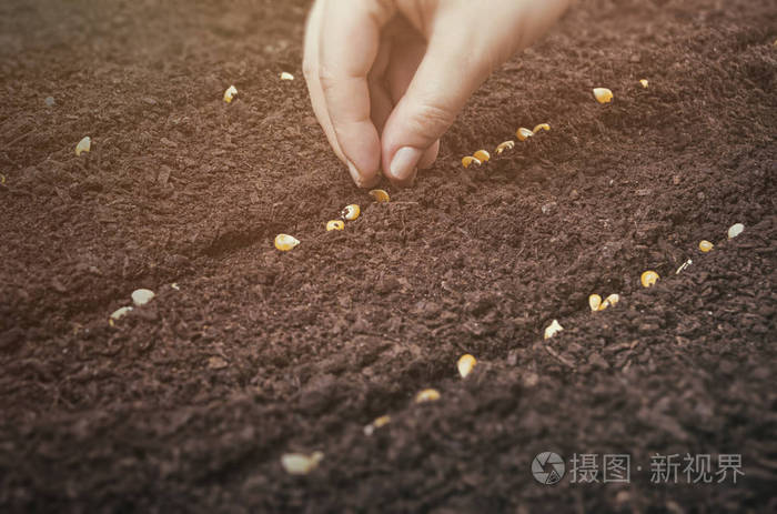 妇女的手种植玉米种子在肥沃的土壤.选择性焦点