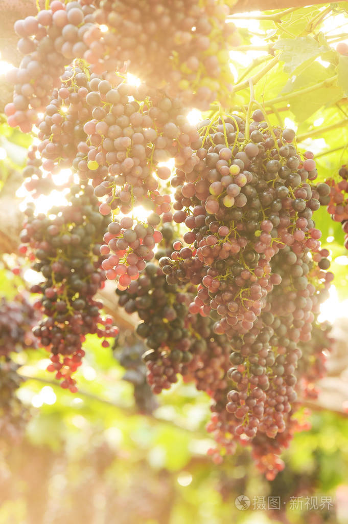 花园里成熟的红色葡萄