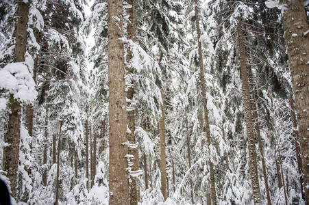 冬季雪道槽林杉树