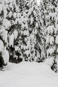 冬季雪道槽林杉树