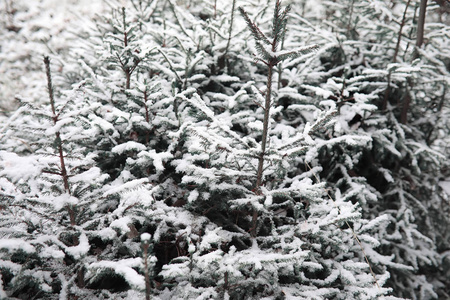 冬季森林。在一个晴朗的日子里的冬季森林景观。雪 c