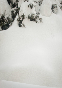 冬季雪道槽林杉树