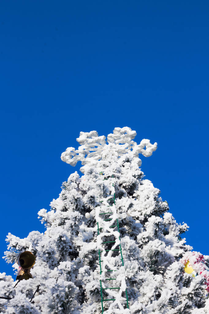 圣诞树冷杉和蓝色天空上的大雪花