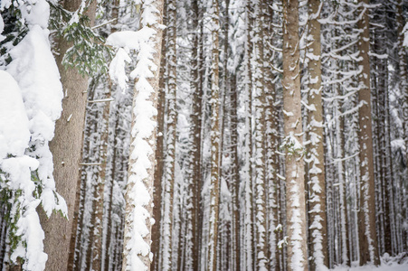 冬季雪道槽林杉树