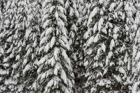 冬季雪道槽林杉树