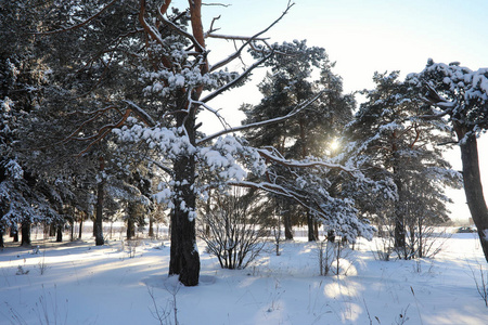 松树林后大雪风暴在阳光明媚的冬日