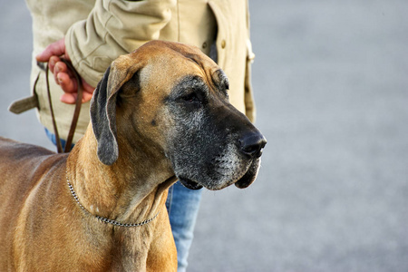 纯种大丹犬