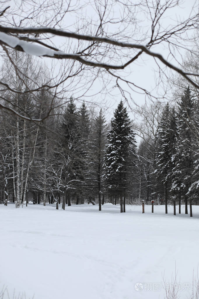 冬天下雪天在美丽的森林