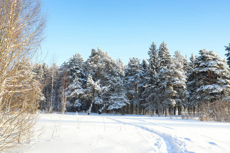 松树林后大雪风暴在阳光明媚的冬日