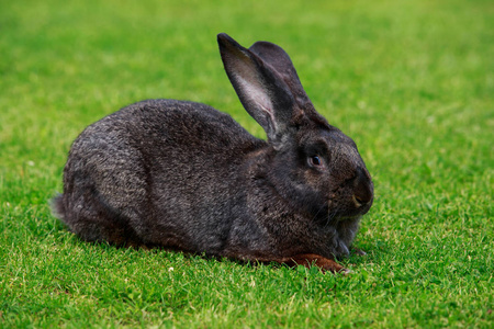 红裙灰兔子图片