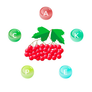 矢量插图。红色荚浆果与绿叶。信息