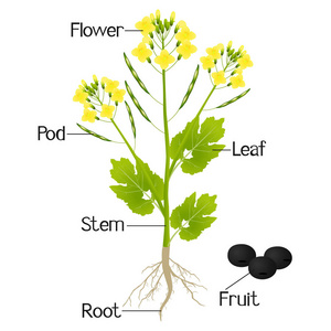 一个插图显示菜籽油植物的一部分。